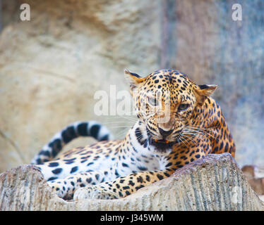 Gesicht des gefährlichen wütend Leopard Tiger in Wild hautnah Stockfoto