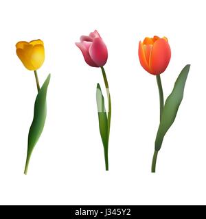 Reihe von bunten Tulpen auf weißen Hintergrund isoliert Stock Vektor