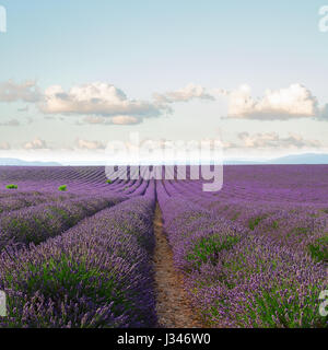 Blühender Lavendel Feld Stockfoto