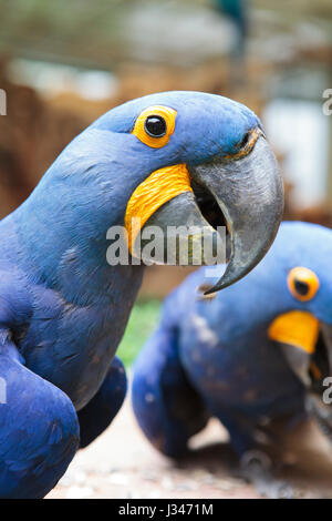 Nahaufnahme Gesicht starke Rechnung Hyazinth-Ara Vögel größte der Ara Papagei in Südamerika Stockfoto