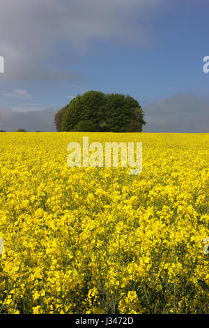 Raps Feld Brassica napas Stockfoto