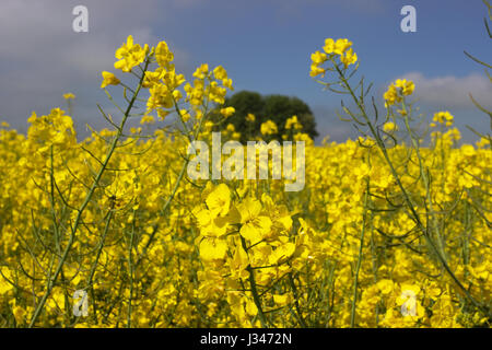 Raps Feld Brassica napas Stockfoto