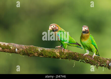Paar von Braun mit Kapuze Papagei (Pyrilia Haematotis) auf Ast in der Nähe von Boca Tapada, Alajuela, Costa Rica, Februar 2014. Stockfoto
