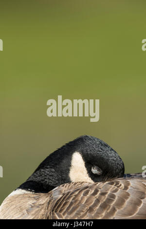 Leiter der gackern Kanadagans Branta Canadensis Zip mit grünen Hintergrund geschlossenen Augen schlafen hautnah Stockfoto