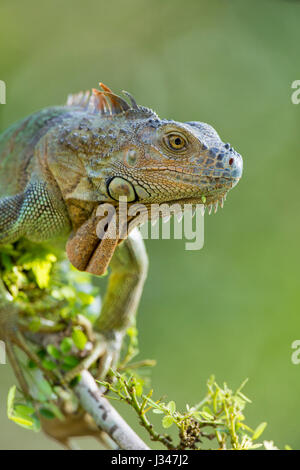Nahaufnahme von Green Igunana Iguana Iguana im Baum vor grünem Hintergrund Stockfoto