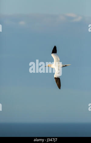 Northern Gannet Morus Bassanus mit Flügel ausgestreckt fliegen über Meer mit Wolken im Hintergrund Stockfoto