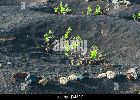 berühmten Weinberge von La Geria auf Vulkanboden, Insel Lanzarote, Spanien Stockfoto