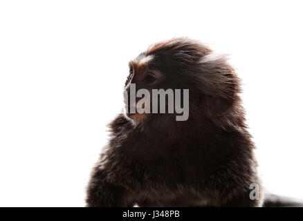 Nahaufnahme Gesicht Marmoset Affen auf weißem Hintergrund Stockfoto