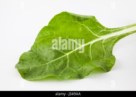 Mangold (Beta Vulgaris Subspecies Vulgaris) in weißen Hintergrund isoliert Stockfoto