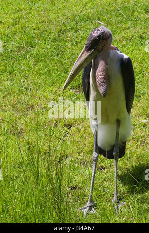 Marabu Leptoptilos crumeniferus in Gefangenschaft im grünen Gras im Sommer, Granby Zoo, Eastern Townships, Quebec, Kanada Stockfoto