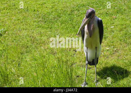 Marabu Leptoptilos crumeniferus in Gefangenschaft im grünen Gras im Sommer, Granby Zoo, Eastern Townships, Quebec, Kanada Stockfoto