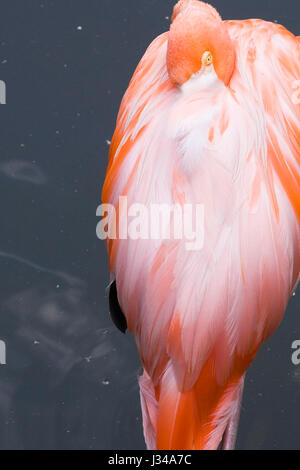 Pink Flamingo Phoenicopterus in Gefangenschaft Pflege zwar selbst stehen in einer Lagune, Granby Zoo, Eastern Townships, Quebec, Kanada Stockfoto