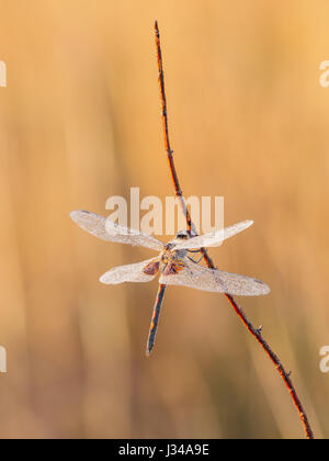 Ein Tau bedeckt männlichen verzierten Wimpel (Celithemis Ornata) sitzt auf ihre Übernachtung Schlafplatz auf einem Pflanzenstängel in den frühen Morgenstunden. Stockfoto