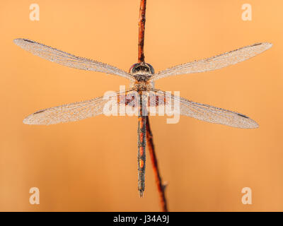 Ein Tau bedeckt männlichen verzierten Wimpel (Celithemis Ornata) sitzt auf ihre Übernachtung Schlafplatz auf einem Pflanzenstängel in den frühen Morgenstunden. Stockfoto