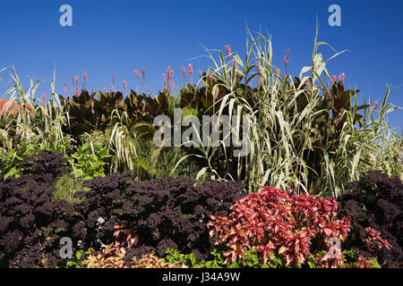 Verschiedene Pflanzen im Garten Grenze vor einem tiefblauen Himmel im Frühherbst. Lila Grünkohl Brassica Oleracea und rot Buntnessel Solenostemon im Vordergrund Stockfoto