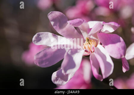 Nahaufnahme einer rosa und weißen Loebner Magnolia x loebneri Leonard Messel Blüte im Frühjahr. Stockfoto