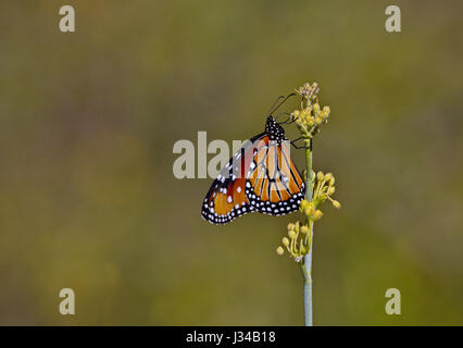 Königin-Schmetterling, vom Monarchen zeichnet sich durch weiße Flecken auf Hinterflügel in Tohono Chul Park, Tucson, Arizona. Insekt mit sauberer Hintergrund im Fokus Stockfoto