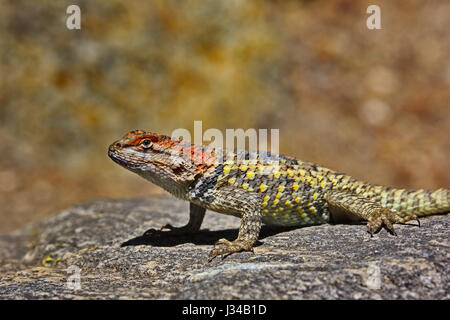 Spiny Lizard, Gattung Sceloporus, steht Problemfälle auf Felsen im Tohono Chul Park, Tucson, Arizona im Südwesten Amerikas. Stockfoto