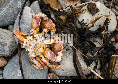 Die Überreste einer toten Krabbe, gegessen von Seevögeln, sitzen an einem steinigen Strand. Stockfoto