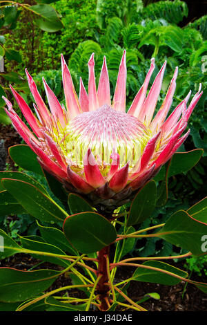 Die Königsprotea (Protea Cynaroides), die Nationalblume von Südafrika im Kirstenbosch National Botanical Garden, Kapstadt Stockfoto