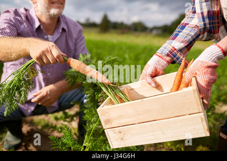 Älteres Paar mit Box Kommissionierung Karotten auf Bauernhof Stockfoto