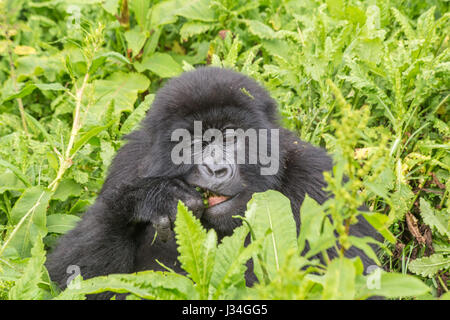 Vom Aussterben bedrohte junge Berggorillas (Gorilla Beringei Beringei) von der Agashya Gruppe, in der Volcanoes Nationalpark, Ruanda, Afrika Stockfoto