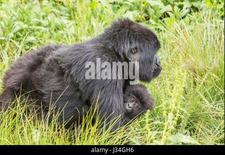 Vom Aussterben bedroht Mountain Gorilla (Gorilla Beringei Beringei) Mutter und Kind von der Agashya Gruppe, im Volcanoes Nationalpark, Ruanda Stockfoto