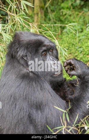 Vom Aussterben bedroht Mountain Gorilla (Gorilla Beringei Beringei) Mutter und Kind von der Agashya Gruppe, im Volcanoes Nationalpark, Ruanda Stockfoto