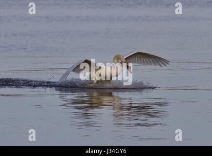 Schönen Hintergrund mit einem mächtigen Schwan Landung Stockfoto