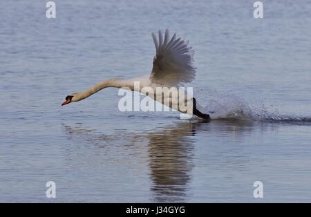 Schönen Hintergrund mit einem mächtigen Schwan Stockfoto