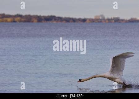 Schönen Hintergrund mit einem mächtigen Schwan Stockfoto