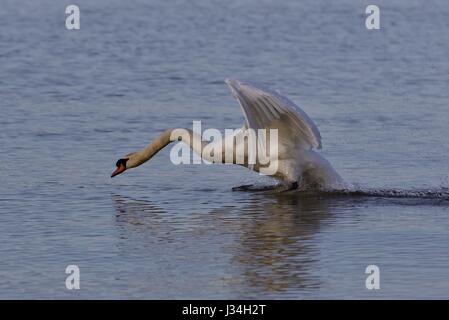 Schönen Hintergrund mit einem mächtigen Schwan Stockfoto