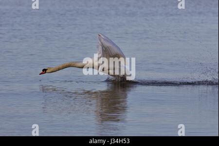 Schönen Hintergrund mit einem mächtigen Schwan Stockfoto