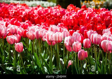 Rote Tulpen im Keukenhof park Stockfoto