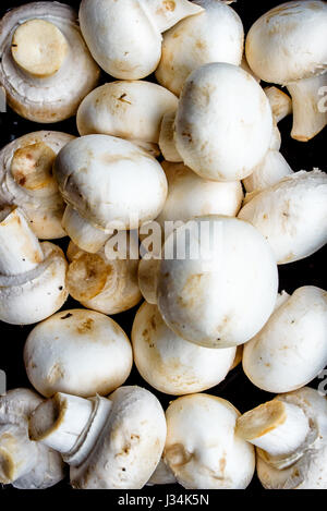 Kleines Baby Pilze Stockfoto