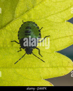 Eine junge grüne Schild Bug, Palomena Prasina, Chipping, Lancashire. Stockfoto