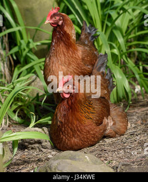 Nahaufnahme eines Welsummer oder Welsumer Huhn, eine niederländische Rasse des Haushuhns, in einem Garten, Chipping, Lancashire. Stockfoto