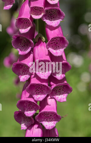 Nahaufnahme von Fingerhut in einem Garten, Chipping, Lancashire. Stockfoto