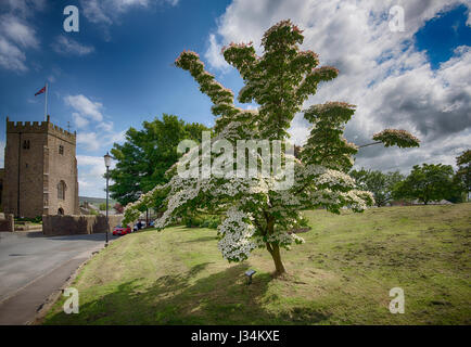 Amerikanische rosa Hartriegel Baum in Blüte, Chipping, Lancashire. Stockfoto