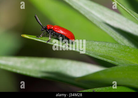 Lily Käfer auf eine Lilie in einem Garten, Chipping, Lancashire. Stockfoto