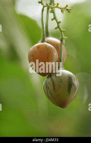 Solanum betaceum Stockfoto