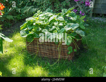 Erdbeeren wachsen in einem geflochtenen Behälter in einem Garten, Chipping, Lancashire. Stockfoto