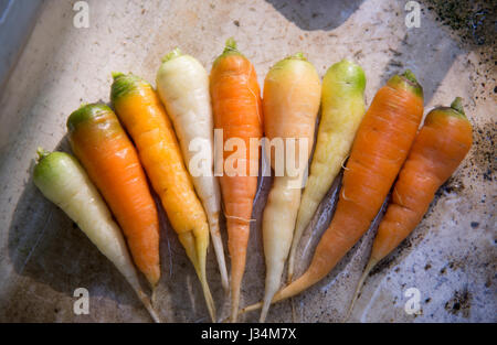 Regenbogen-Karotten, Chipping, Lancashire. Stockfoto