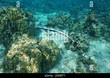 Remora Fisch live Sharksucker, Echeneis Naucrates, unter Wasser in der Lagune von Bora Bora, Pazifik, Französisch-Polynesien Stockfoto