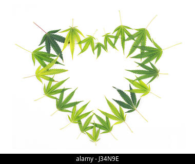Herzförmige Rahmen aus grünen Cannabis Blätter isoliert auf weiss - medizinische Merijuana Konzept Stockfoto