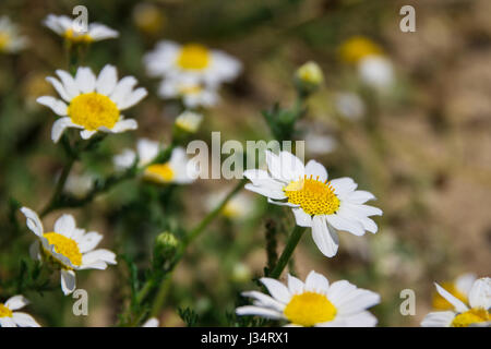 Detail der ein Gänseblümchen in einer Wiese voller Gänseblümchen Stockfoto