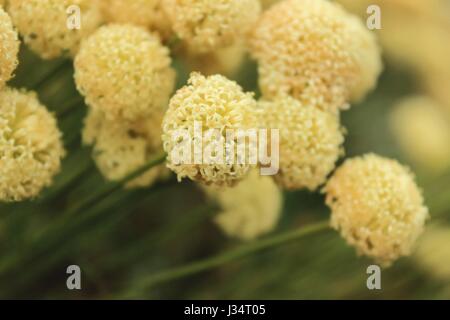 Kleinen gelben Blüten in Kugelform Stockfoto