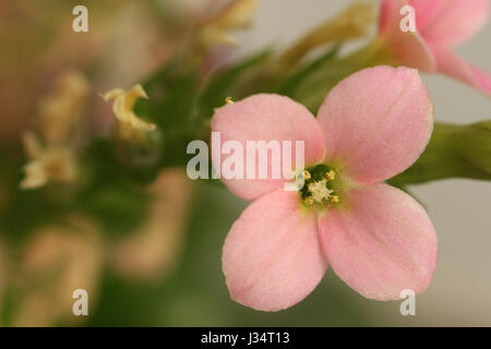 Schuss von rosa Blümchen in einer Anlage mit anderen trockenen Blumen hautnah Stockfoto