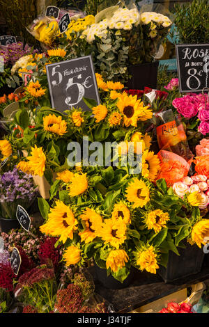 Gelbe Sonnenblumen zum Verkauf in Paris Blumenladen mit Etiketten in Euro Stockfoto