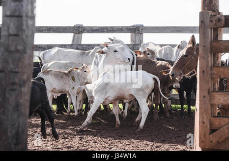 Rinder in die Enge getrieben in der Koppel eines Bauernhofes. Einige Kühe und Kälber, die miteinander vermischt. Stockfoto